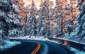 夕陽下，積雪的森林道路蜿蜒穿過松樹。 — 精細 壁紙