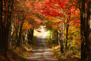 一條風景如畫的秋日道路，兩旁樹木展現出鮮豔的紅色和橙色樹葉。 — MacBook Air 13 壁紙