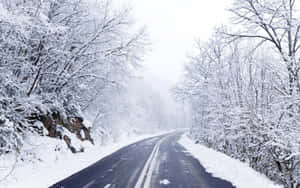 積雪的道路蜿蜒穿過冬季森林，樹木光禿。 — 日落大道 壁紙