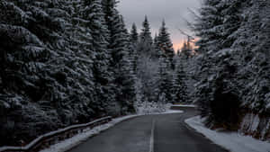 白雪覆蓋的森林道路蜿蜒穿過高大的松樹，在暮色中。 — 道路 壁紙