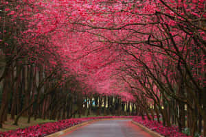 一條兩旁開滿粉紅色櫻花樹的道路，形成一條天然隧道。 — MacBook Pro 壁紙
