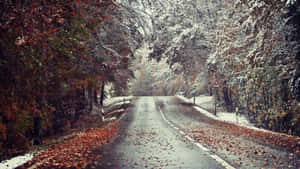 白雪覆蓋的森林道路，兩旁是秋葉和光禿禿的樹木。 — 道路 壁紙