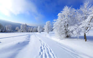 冬季森林中的雪徑，結霜的樹木和藍天 — 道路 壁紙