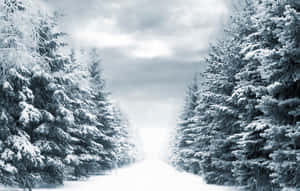 多雲天空下，常青樹排列的雪森林小徑。 — 道路 壁紙