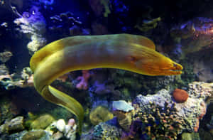 金色海鰻在水族箱中於色彩繽紛的珊瑚間游動。 — MacBook 壁紙