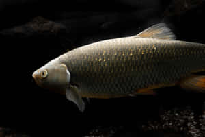 一條銀色魚身帶金色鱗片的魚，在碎石和岩石附近的暗水中游泳。 — MacBook Pro 14 壁紙
