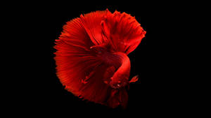 一條紅色的鬥魚，魚鰭飄逸，在黑色背景上。 — 紅色美學 壁紙