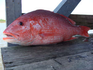 一條剛捕獲的紅鯛魚在木碼頭上，靠近水面。 — 魚 壁紙
