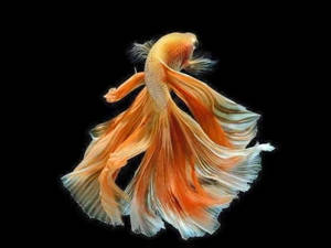 一條色彩繽紛的鬥魚，魚鰭流暢，在黑色背景前。 — 錦鯉 壁紙