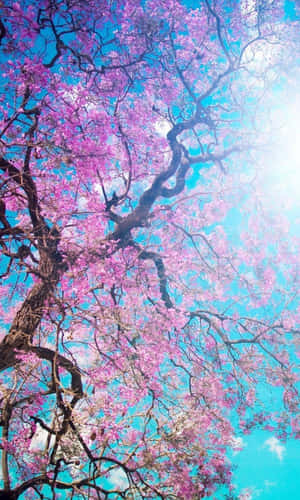 明亮的藍天下，陽光穿透樹上的粉紅色花朵。 — Galaxy Tab A 壁紙