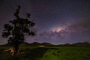 星空下田野中的一棵孤樹，銀河可見。 — 夜空 壁紙