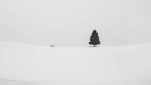 灰色天空下雪地裡的一棵樹 — 樹 壁紙