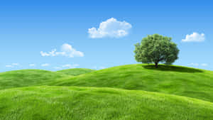 藍天白雲下，草地上的一棵樹。 — 夏天 壁紙