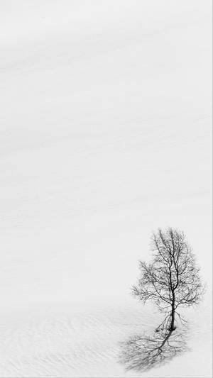 深雪中一棵無葉的樹，長長的影子延伸在白色的地面上。 — 雪 壁紙