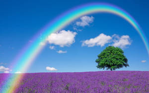 薰衣草田中的一棵樹，天空中有彩虹。 — 薰衣草 壁紙