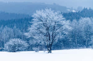 雪地中一棵孤獨的霜凍樹木，背後是藍色森林。 — 冬日美學 壁紙