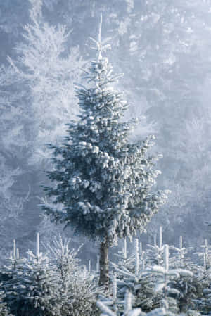在白雪皚皚的冬季森林中，霧濛濛的背景下一棵結霜的常青樹。 — 美麗聖誕 壁紙