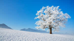 一棵被雪覆蓋的樹在冰凍的田野中，遠處有山。 — 冬日美學 壁紙