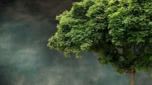 一棵孤獨的樹，擁有鮮綠的葉子，在黑暗的天空下忍受著一場強烈的暴雨。 — 雨天 壁紙