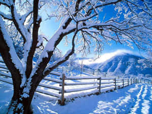雪樹和柵欄，冬季山景，晴朗藍天。 — 冬天桌面 壁紙