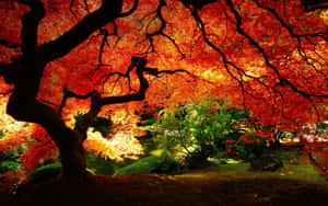 充滿活力的紅楓樹冠框住了黃金時刻寧靜的花園池塘。 — 秋天桌面 壁紙