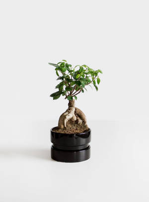 一個黑色花盆中的盆栽樹，根部可見，放在白色表面上。 — 植物 壁紙