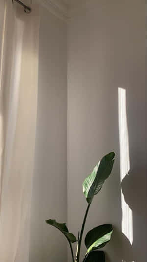 陽光穿過窗簾，照亮了白色牆壁前的綠色室內植物。 — 極簡美學 壁紙