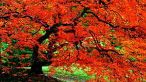 一棵火紅的楓樹，帶有深色枝幹，矗立在綠色公園中。 — 秋天 壁紙