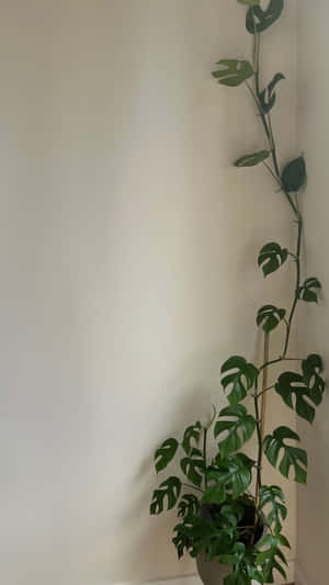 一棵龜背竹植物在明亮的室內角落攀爬牆壁。 — 花園牆外 壁紙
