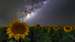 向日葵在繁星點點的夜空下，銀河可見。 — 銀河 壁紙