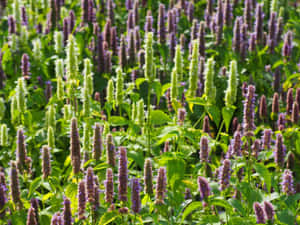 明亮的陽光下紫色和綠色開花植物的田野。 — 4:3 壁紙
