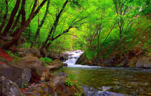 一條清澈的溪流流經茂密的綠色森林，岩石上長滿苔蘚。 — 河景 壁紙