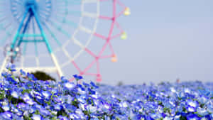 藍色花田，背景是色彩繽紛的摩天輪，陽光明媚。 — Tumblr 文青風格 壁紙