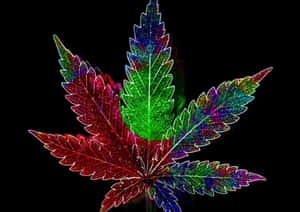 一片色彩繽紛閃爍的麻葉在黑色背景上發光。 — 花園牆外 壁紙
