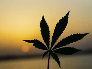 大麻葉剪影，背景為金色日落天空。 — 食草 壁紙