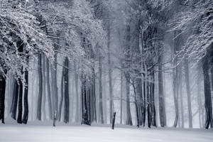 寂靜冬日森林中，霧氣瀰漫的雪覆樹木。 — 黑暗森林 壁紙