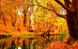 秋日森林，金黃樹葉和倒映樹木的平靜河流。 — 秋天 壁紙