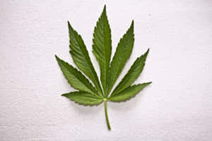 一片綠色大麻葉在白色紋理背景上。 — MacBook 壁紙