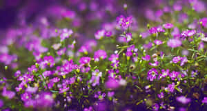 紫色野花田，柔和焦點，綠色莖幹，模糊背景。 — 紫色花朵 壁紙