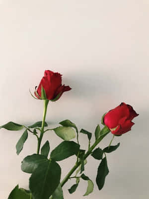 兩朵紅玫瑰，帶有綠色莖葉，襯托在白色背景上。