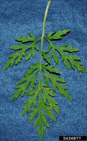 豚草圖片 — 植物 壁紙