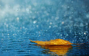 一片黃葉浮在水面，背景有雨滴和散景光。 — 雨天 壁紙