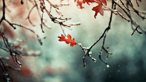 冬天雪枝上的一片紅葉，背景柔和模糊。 — 自然 壁紙