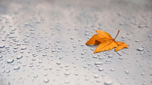 橙色秋葉落在濕漉漉的汽車引擎蓋上，帶有雨滴。 — 秋天 壁紙