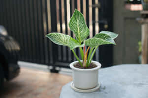 戶外石桌上白色花盆中的雜色葉植物。 — 淺綠色美學動態圖 壁紙