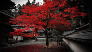 在傳統日本庭院中，環境柔和，一棵鮮紅的楓樹。 — 燈籠 壁紙