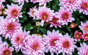 粉紅色菊花，黃色中心，在花園中盛開。 — 粉紅花朵 壁紙