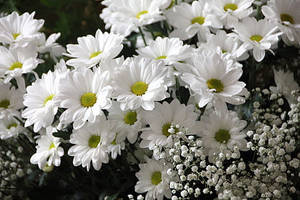花園中帶有黃色花心的白色雛菊和滿天星花朵。 — 雛菊 壁紙