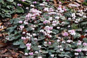 粉紅色和白色的仙客來花在綠葉和落葉中生長。 — 紫色花朵 壁紙