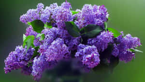一束紫色丁香花配綠葉，背景柔和模糊 — 紫色花朵 壁紙